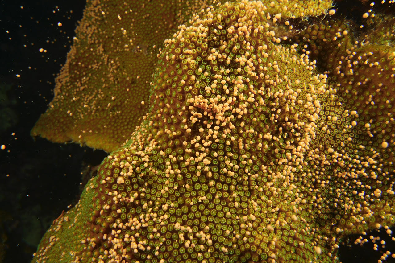 Boulder Star Coral